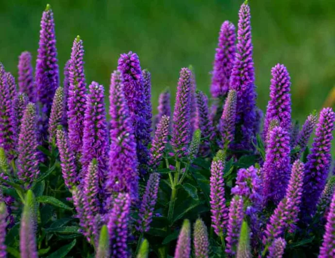 Veronica Magic "Snow Purple"