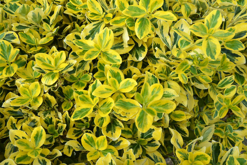 Euonymus fortunei "Sunspot"