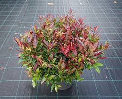 Leucothoe "Zeblild"