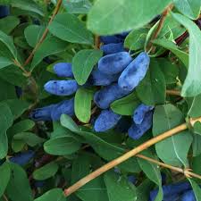 Zemolez kamčatský (Lonicera kamtschatica) "Honey Bee"(PL)