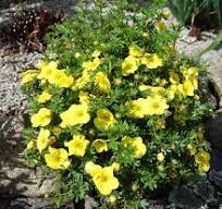 Potentilla fruticosa "Kobold"