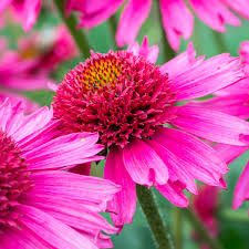 Echinacea purpurea Delicious Candy, C3