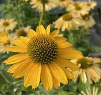 Echinacea purpurea Kismet Yellow, C3
