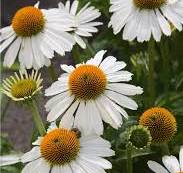 Echinacea purpurová (Echinacea purpurea) "Meditation White" C3