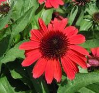 Echinacea purpurea SunMagic Vintage Ruby, C3