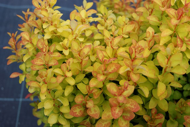 Berberis thunberengii "Summer Sunset", C2
