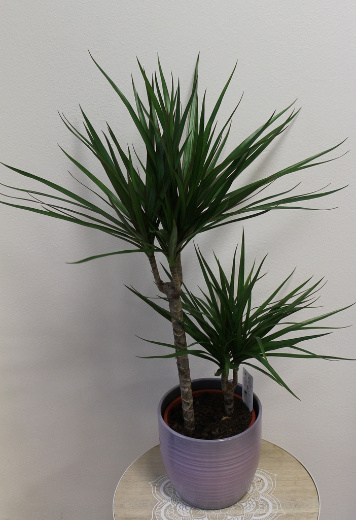 Dracena