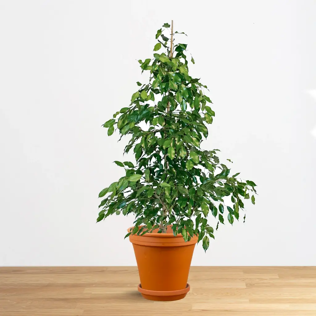 Ficus