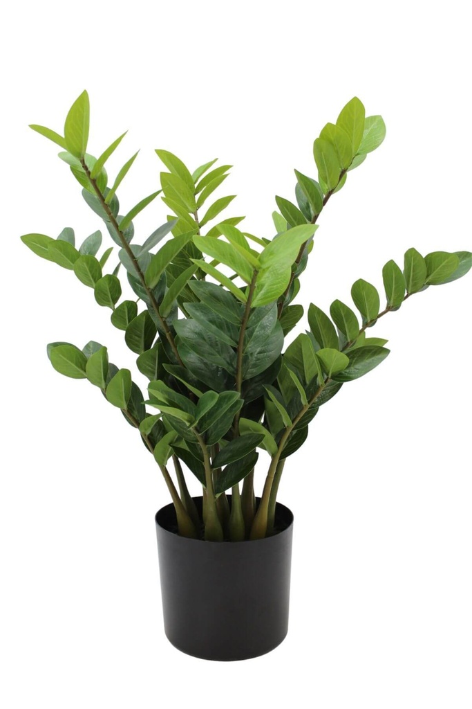 Zamiokulkas (Zamioculcas)