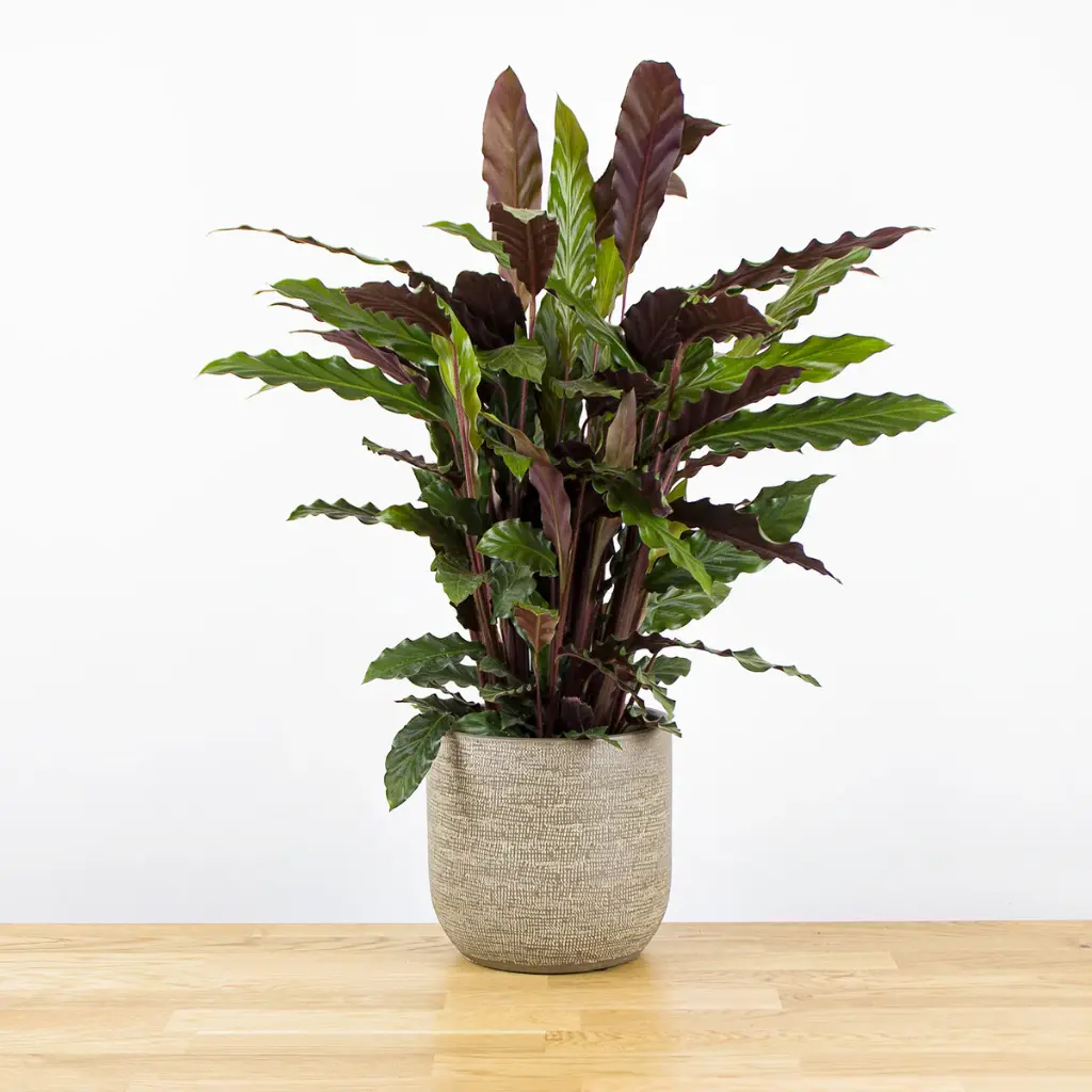 Kalatea (Calathea)