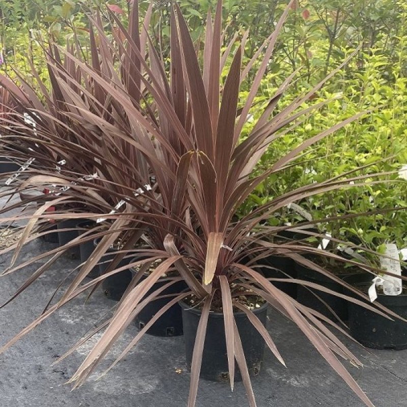 Kordylínka austrálska (Cordyline australis)