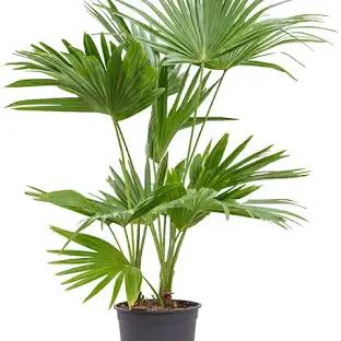 Livistona čínska (Livistonia chinensis)