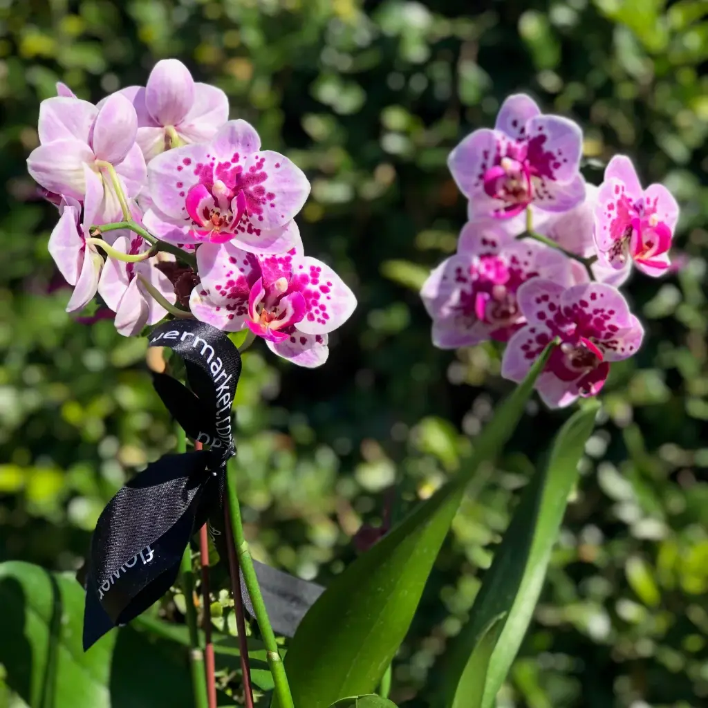 Orchidea/Lišajovec (Phalaenopsis)