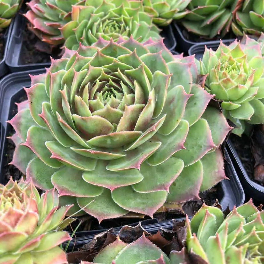 Sempervium