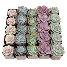Eševéria (Echeveria) mix