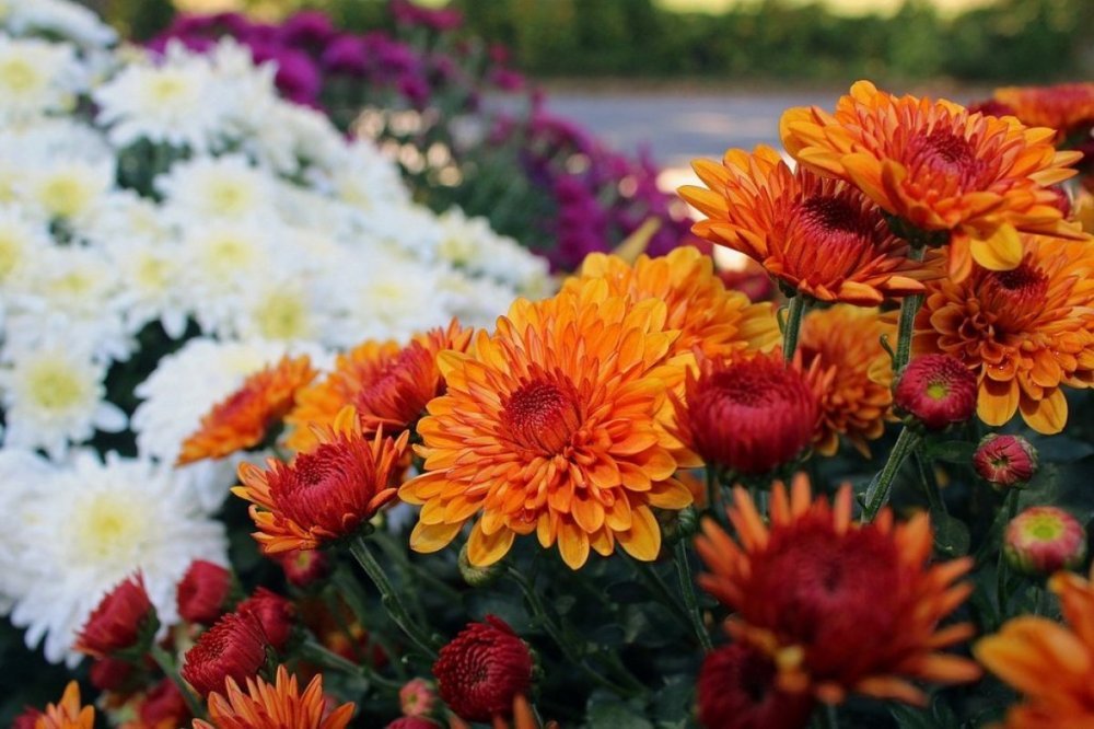 Chryzantéma (Chrysanthemum)