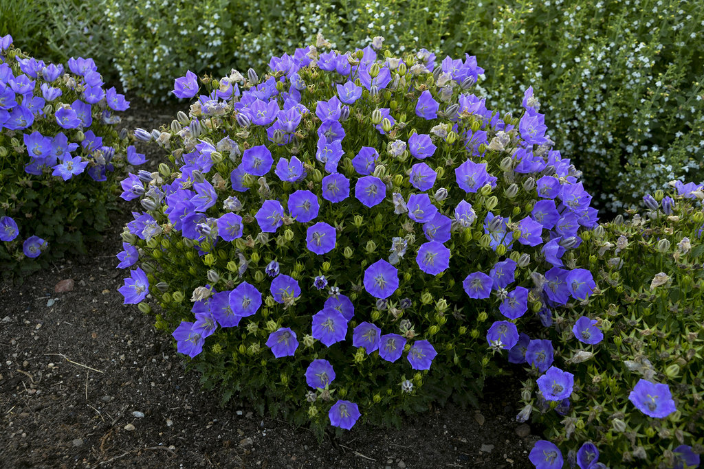 Campanula