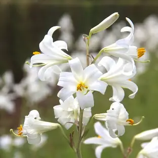 Ľalia biela (Lilium Candidum)