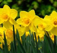 Narcis (Narcissus) "Carlton"