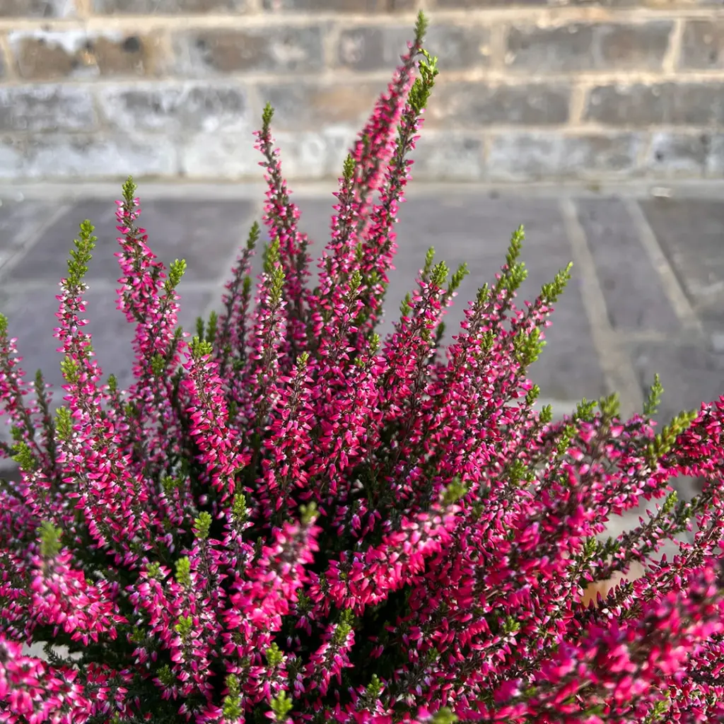 Vres obyčajný (Calluna vulgaris) 'Gardengirls' 20-25