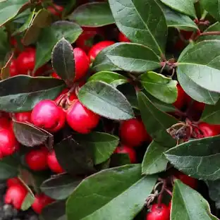 Gaultéria (Gaultheria)