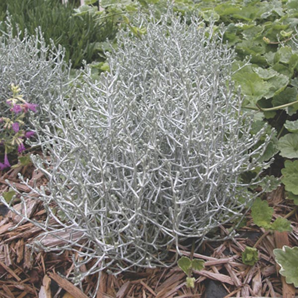 Strieborný drôtik (Calocephalus brownii) "Silverbush"