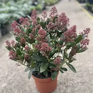 Skimia japonská (Skimnia japonica) "RUBELLA"