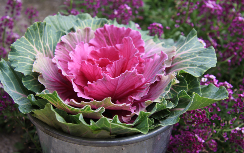 Okrasná kapusta (Brassica Oleracea)