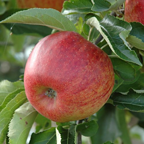 Jabloň domáca (Malus domestica) "Jonagored"