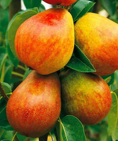 Hruška obyčajná (Pyrus communis) "Clappová"