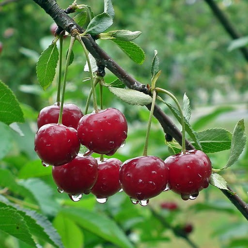 Čerešňa vtáčia (Prunus avium) "Lapins"