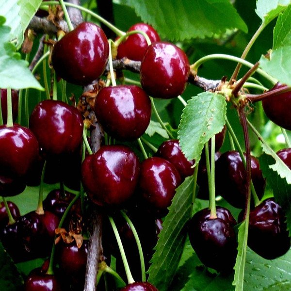 Čerešňa vtáčia (Prunus avium) "Burlat"