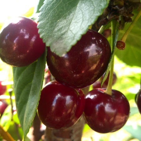 Višňa - čerešňa višňová (Prunus cerasus) "Erdi Botormo"