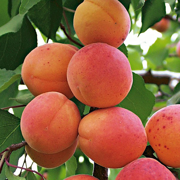 Marhuľa obyčajná (Prunus Armeniaca) "Bergeron"