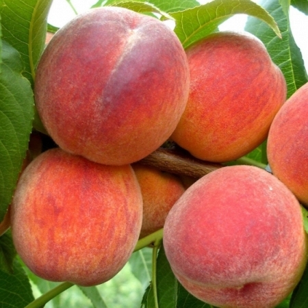 Broskyňa obyčajná (Prunus persica) "Red Haven"