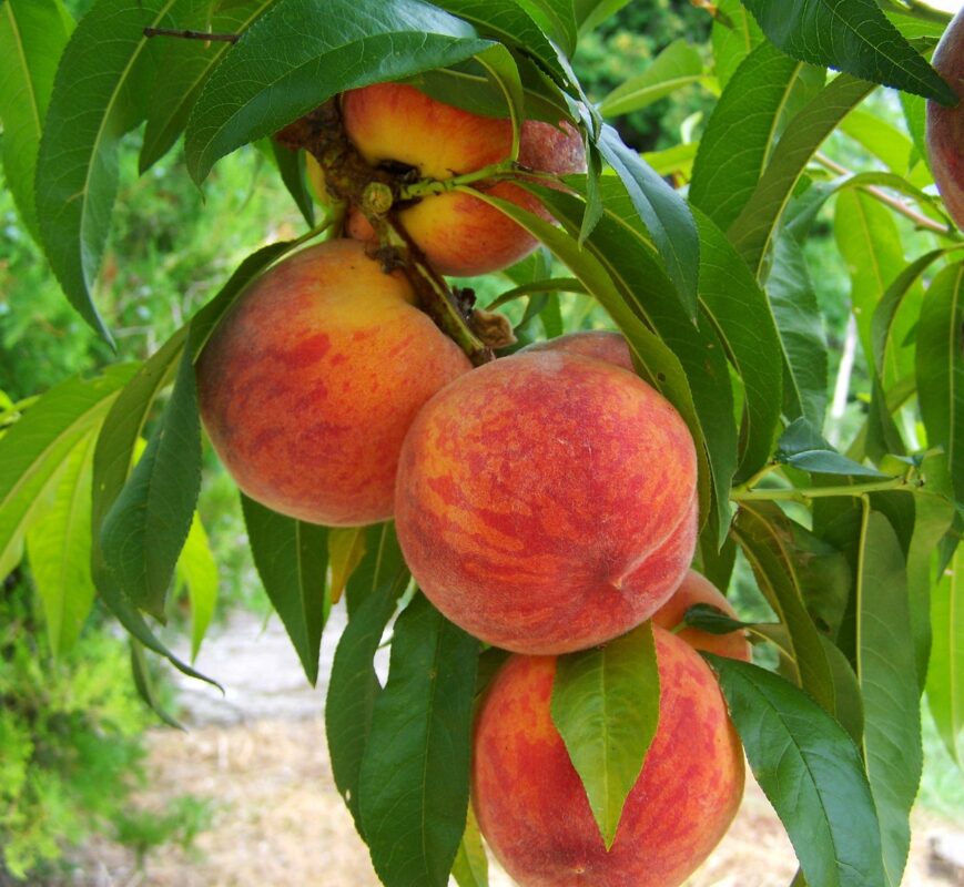 Broskyňa obyčajná (Prunus persica) "Symphonia"