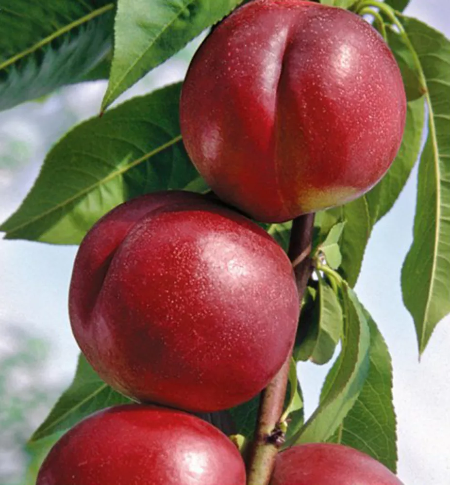 Nektarinka (Prunus nucipersica) "Harco"