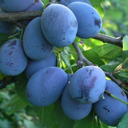 Slivka domáca (Prunus domestica)"Stanley"