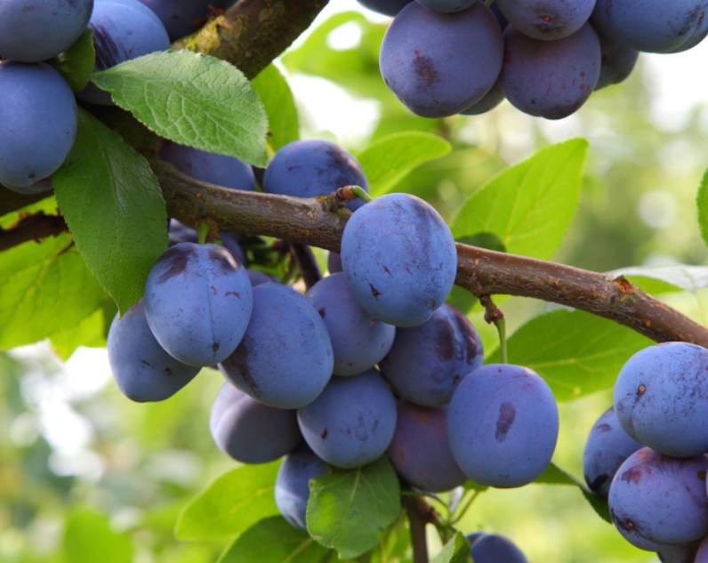 Slivka domáca (Prunus domestica) "Jojo"