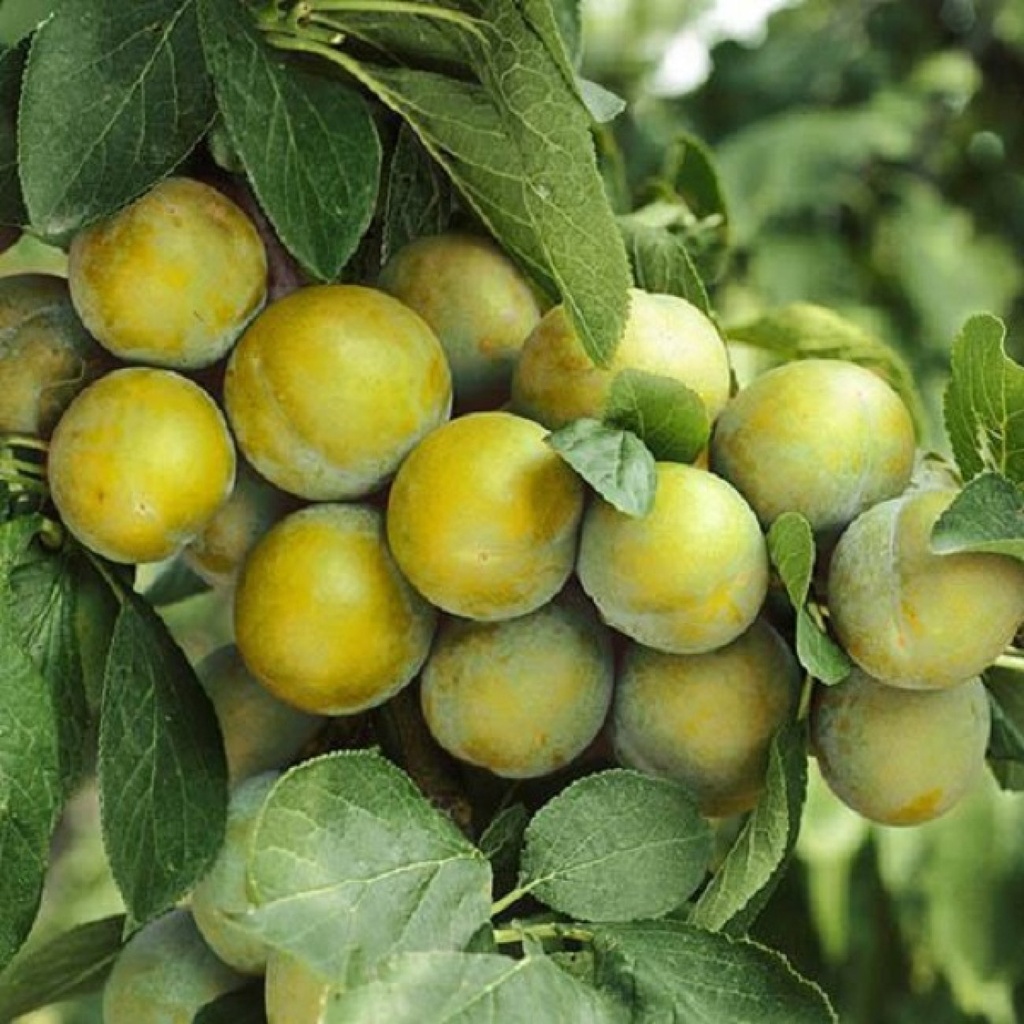 Ringlota (Prunus domestica subsp. italica) "Ontário"