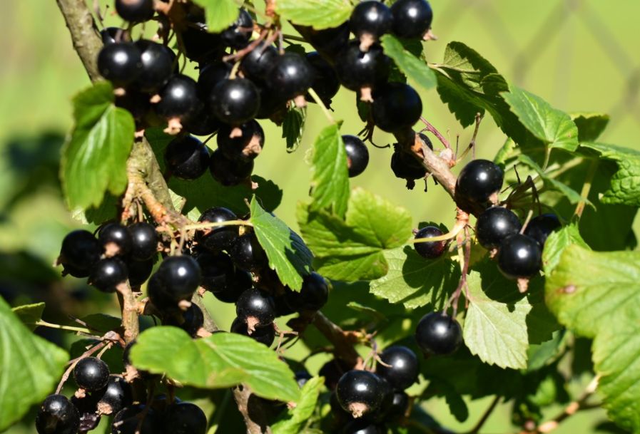Ríbezľa čierna (Ribes nigrum) ´TITANIA´, ker voľnokorenná