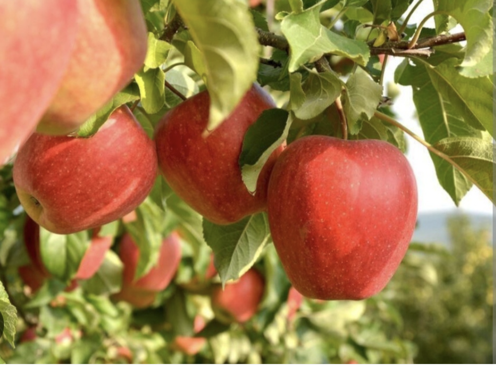 Jabloň domáca (Malus domestica) "Evelina"