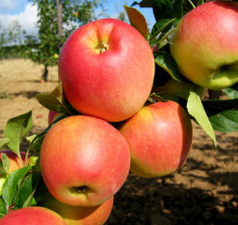 Jabloň domáca (Malus domestica) "Flamenco" stĺpovitá, voľnokorenná