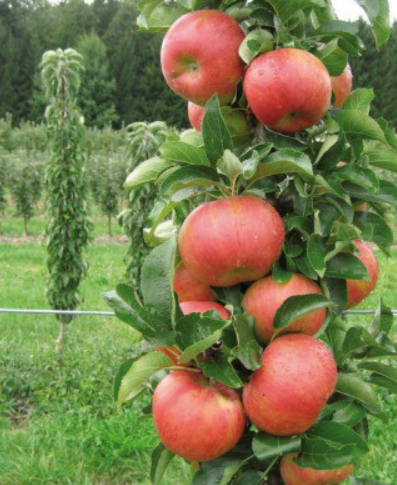 Jabloň domáca (Malus domestica) "Starcats" stĺpovitá, voľnokorenná