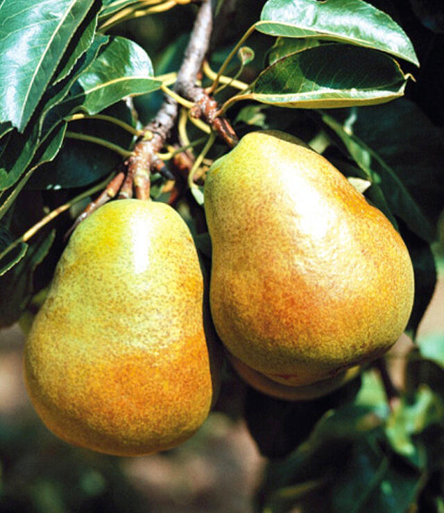 Hruška obyčajná (Pyrus communis) "Lucasová"