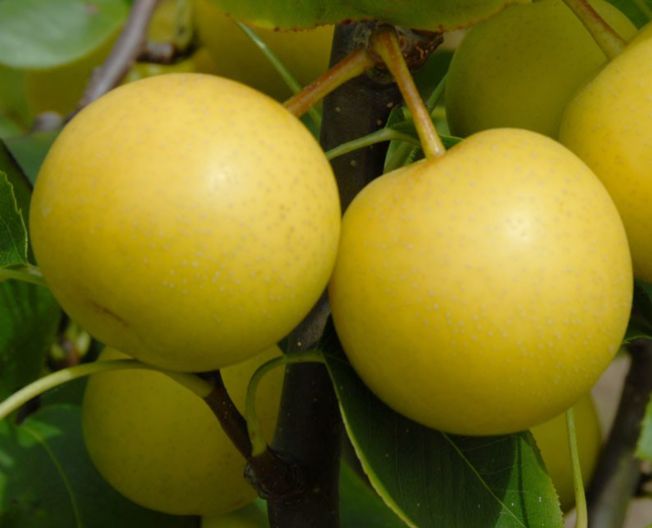 Ázijská hruška (Pyrus pyrifolia) "Nijisseiki"