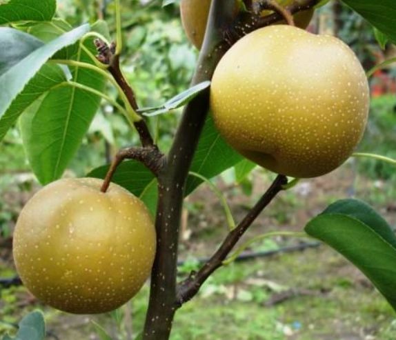 Ázijská hruška (Pyrus pyrifolia) "Hossui"