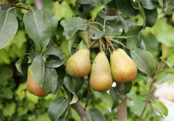 Hruška obyčajná (Pyrus communis) "Pero Nano" stĺpovitá , voľnokorenná