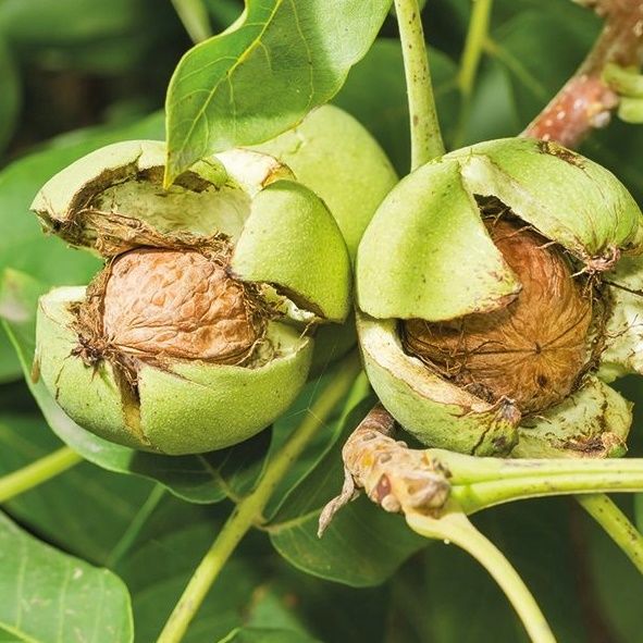 Orech (Juglans regia) "Milotai" 10