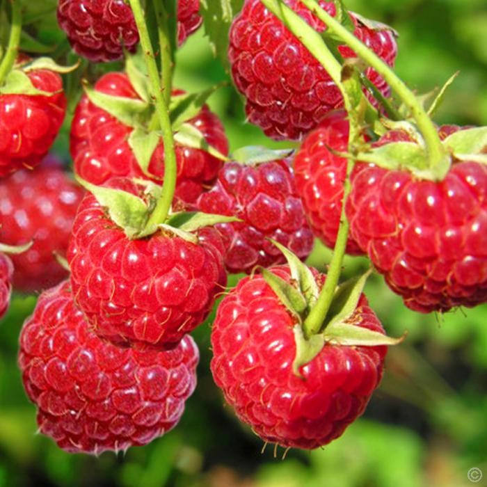 Malina červená (rubus idaeus) "Polka" (stálorodiaca) 5ks/bal.